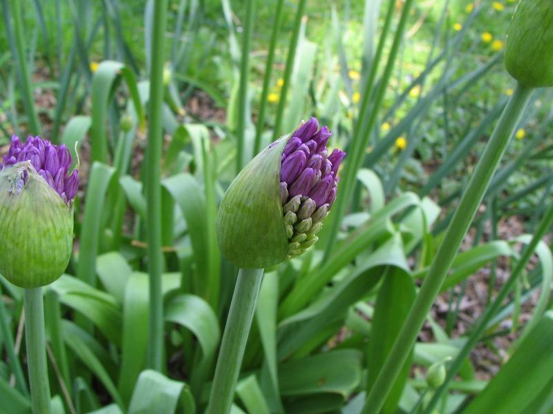 Photo of Flowering Onion (Allium 'Purple Sensation') uploaded by molanic