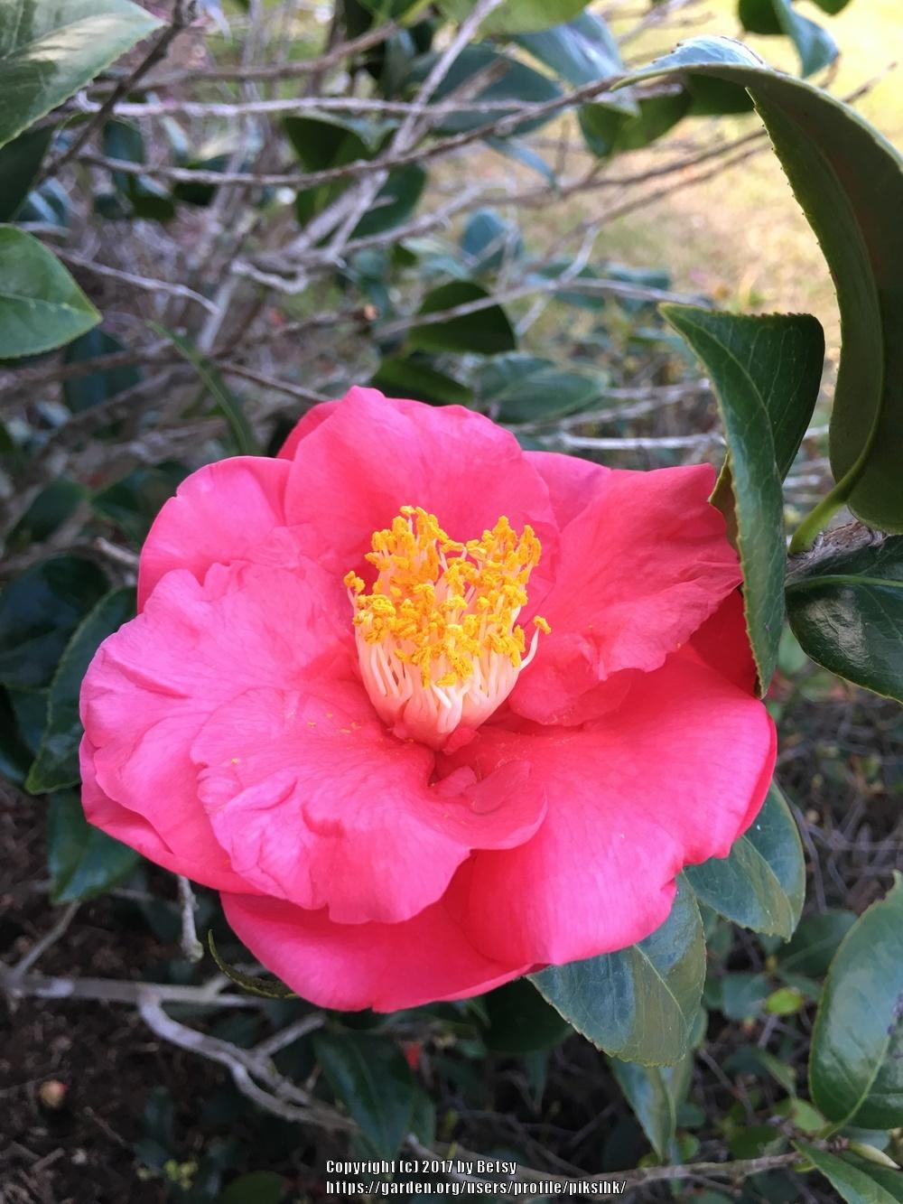 Photo of Camellias (Camellia) uploaded by piksihk