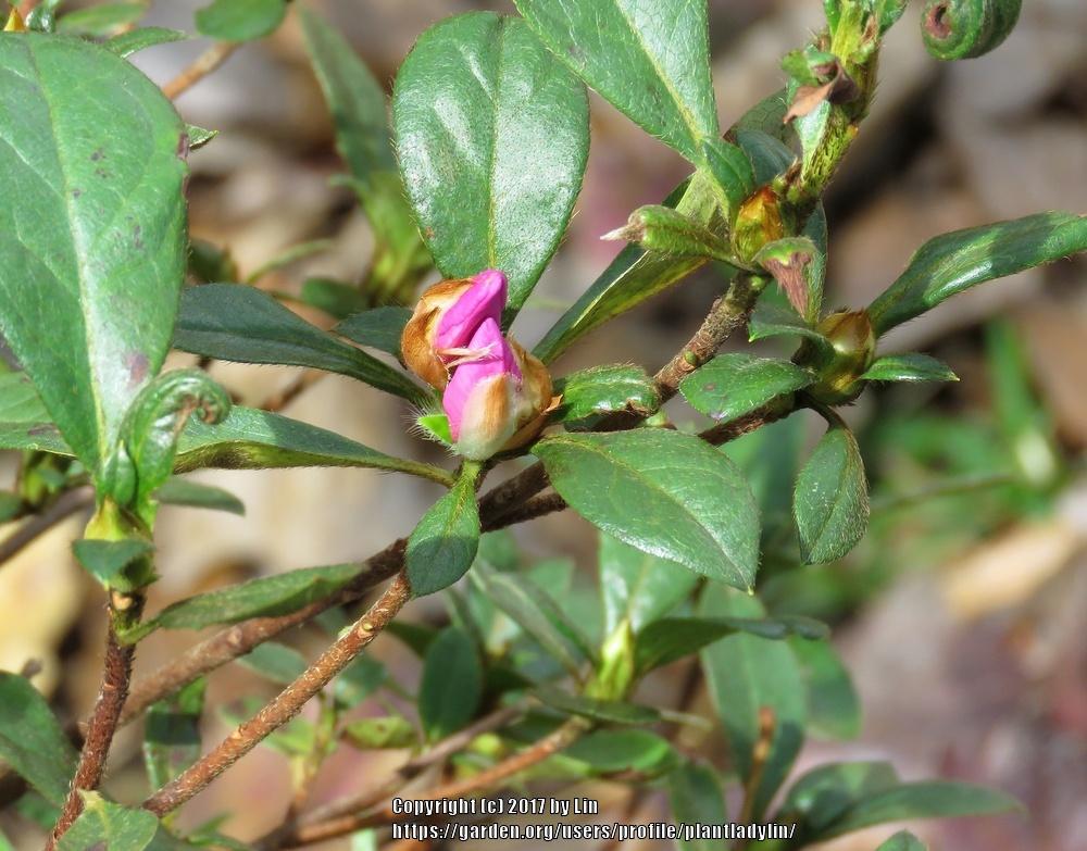Photo of Azalea (Rhododendron indicum 'Formosa') uploaded by plantladylin