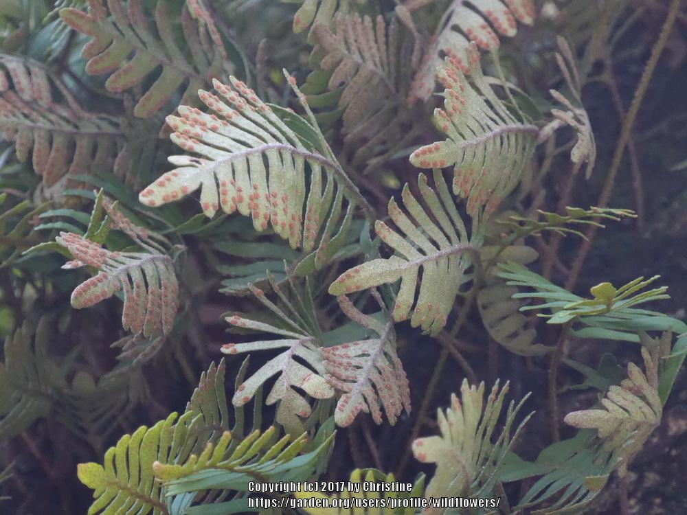 Photo of Resurrection Fern (Pleopeltis polypodioides) uploaded by wildflowers