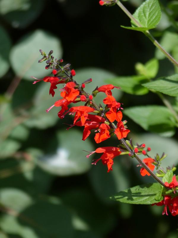 Photo of Scarlet Sage (Salvia coccinea 'Lady in Red') uploaded by molanic