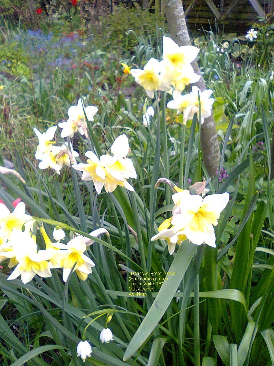 Photo of Split-Cupped Daffodil (Narcissus 'Prom Dance') uploaded by pjnew