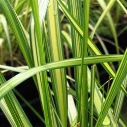 Photo of Feather Reed Grass (Calamagrostis x acutiflora 'Eldorado') uploaded by Lalambchop1