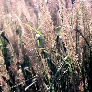 Photo of Korean Feather Reed Grass (Calamagrostis arundinacea) uploaded by Lalambchop1