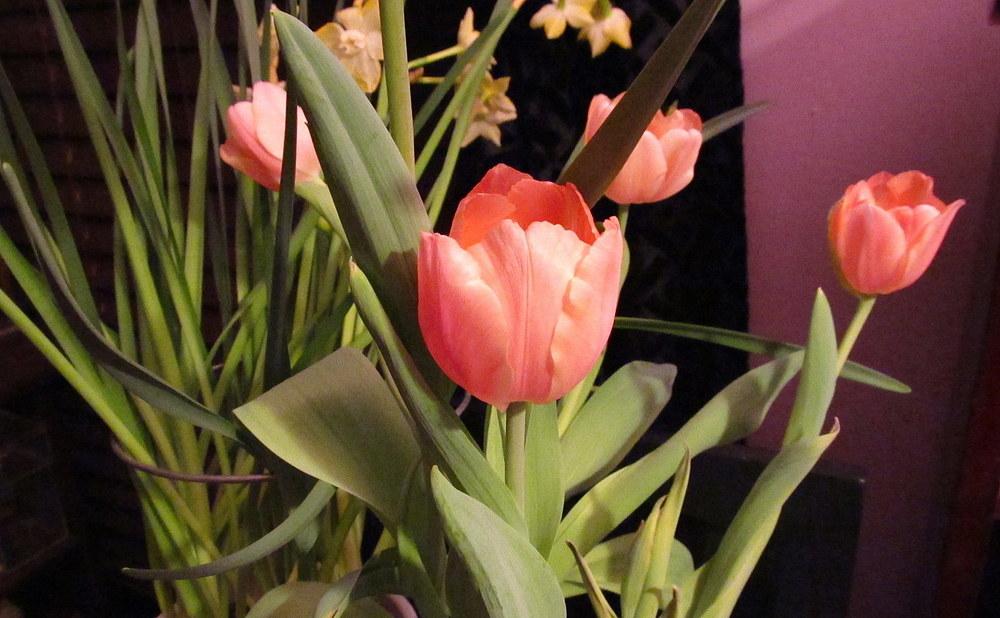 Photo of Single Early Tulip (Tulipa 'Apricot Beauty') uploaded by jmorth