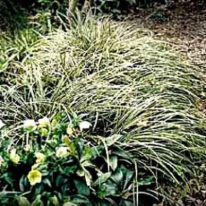 Photo of Japanese Grass Sedge (Carex morrowii 'Ice Dance') uploaded by Lalambchop1