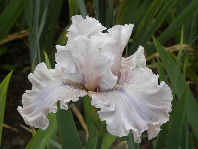 Photo of Tall Bearded Iris (Iris 'Friendly Advice') uploaded by SassyCat