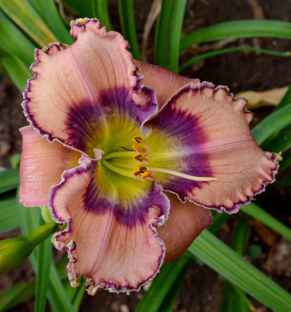 Photo of Daylily (Hemerocallis 'Tides Roll In') uploaded by Tambookie