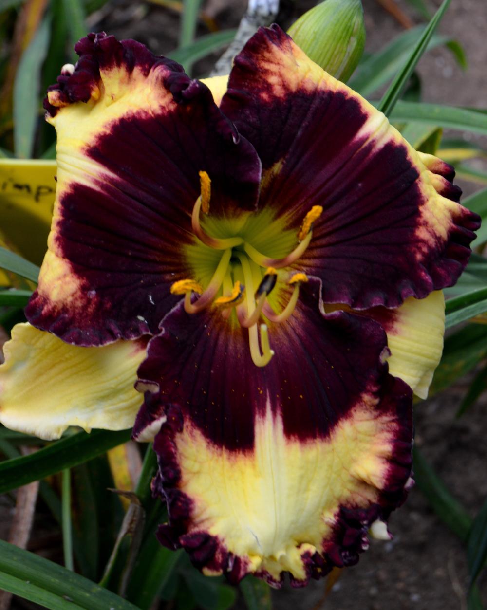 Photo of Daylily (Hemerocallis 'Simply Leaves Me Breathless') uploaded by Tambookie