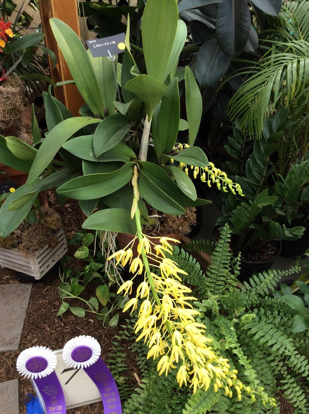 Photo of King Orchid (Dendrobium speciosum) uploaded by Ursula