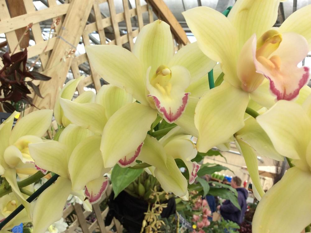 Photo of Orchid (Cymbidium) uploaded by Ursula