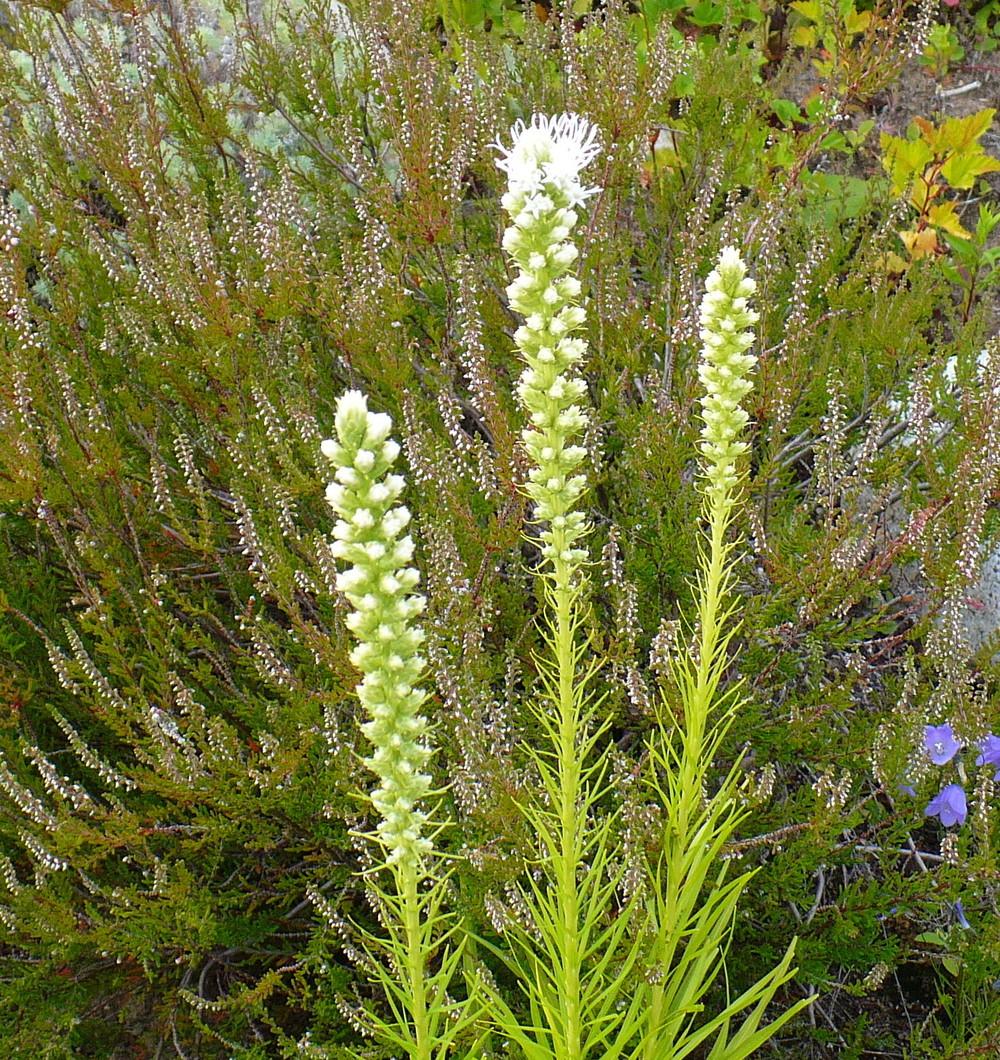 Photo of Gay Feather (Liatris spicata 'Floristan White') uploaded by HemNorth