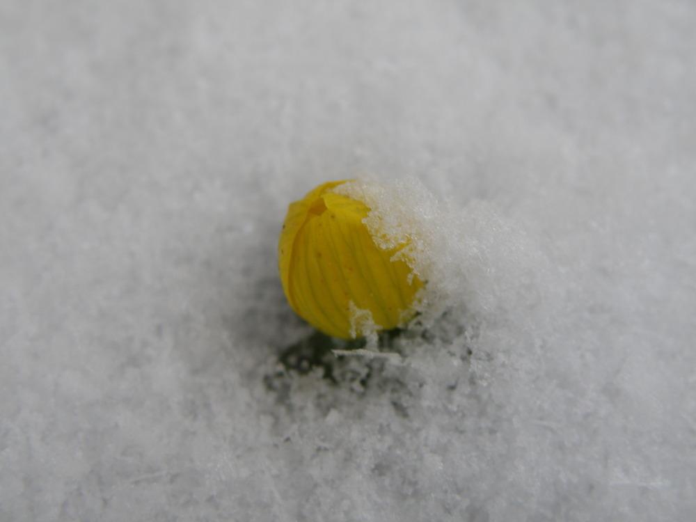 Photo of Winter Aconite (Eranthis hyemalis) uploaded by IrisLilli