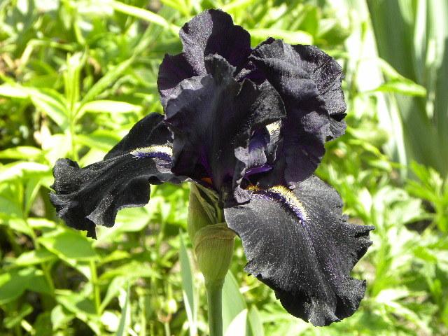 Photo of Tall Bearded Iris (Iris 'Here Comes the Night') uploaded by SassyCat