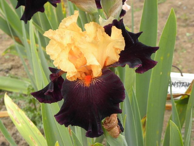 Photo of Tall Bearded Iris (Iris 'Halloween Trick') uploaded by SassyCat
