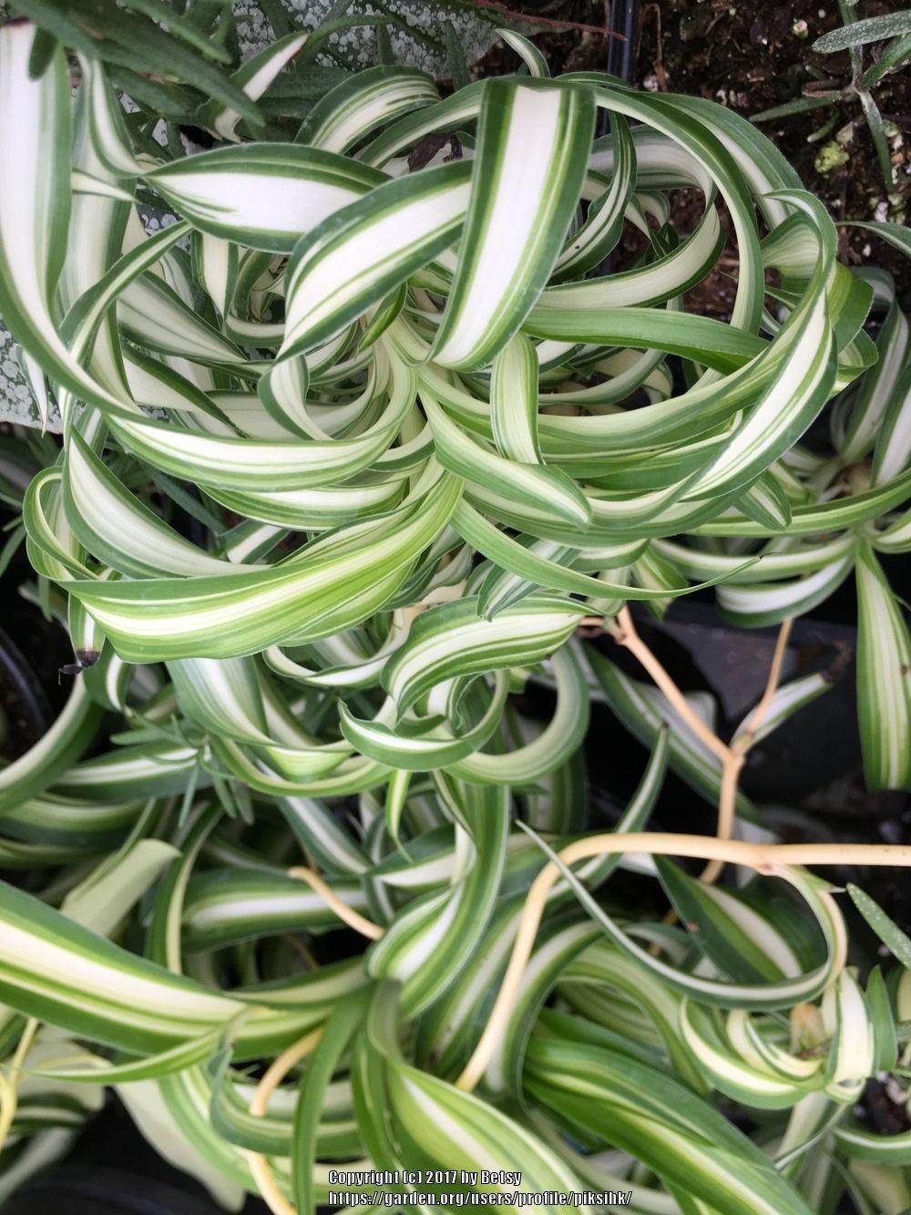 Photo of Curly Spider Plant (Chlorophytum comosum 'Bonnie') uploaded by piksihk