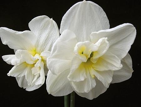 Photo of Split-Cupped Papillon Daffodil (Narcissus 'Lemon Beauty') uploaded by BUGGYCRAZY