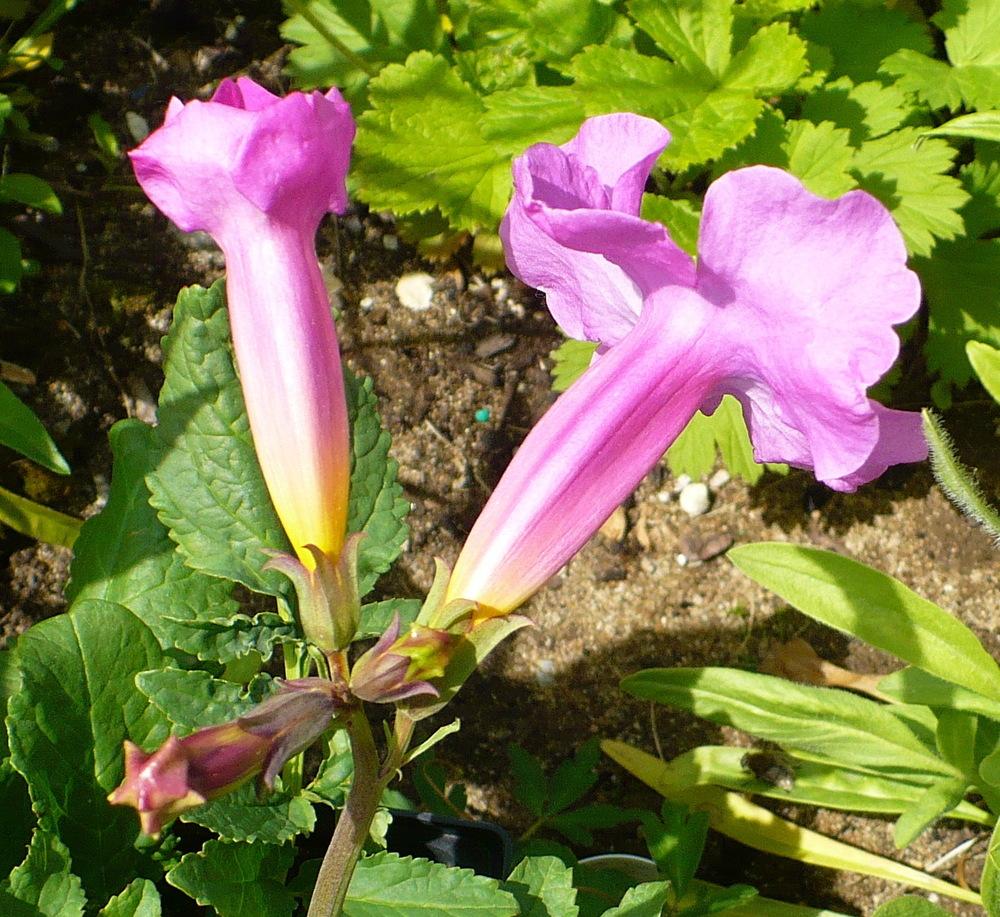 Photo of Hardy Gloxinia (Incarvillea delavayi) uploaded by HemNorth