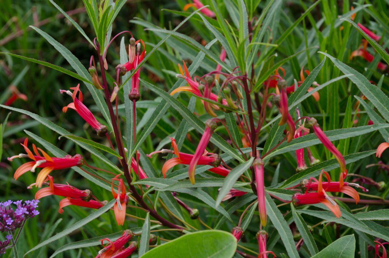 Photo of Mexican Cardinal Flower (Lobelia laxiflora) uploaded by Joy