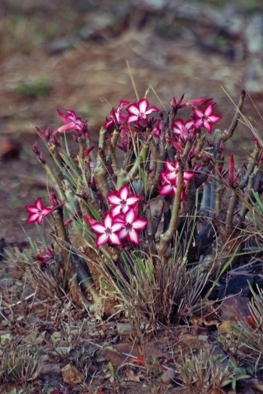 Photo of Desert Rose (Adenium obesum) uploaded by RuuddeBlock