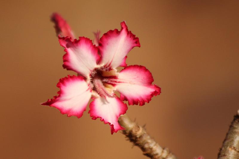 Photo of Desert Rose (Adenium obesum) uploaded by RuuddeBlock