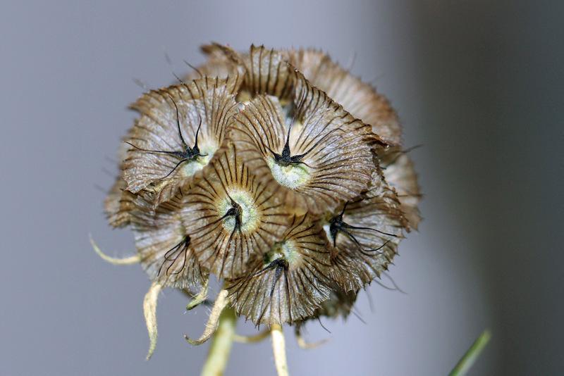 Photo of Pincushion Flower (Lomelosia stellata) uploaded by RuuddeBlock