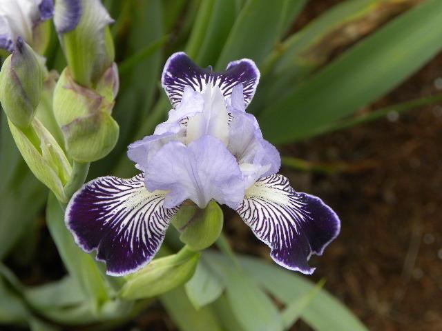 Photo of Miniature Tall Bearded Iris (Iris 'Hoosier Belle') uploaded by SassyCat