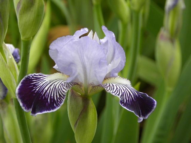 Photo of Miniature Tall Bearded Iris (Iris 'Hoosier Belle') uploaded by SassyCat