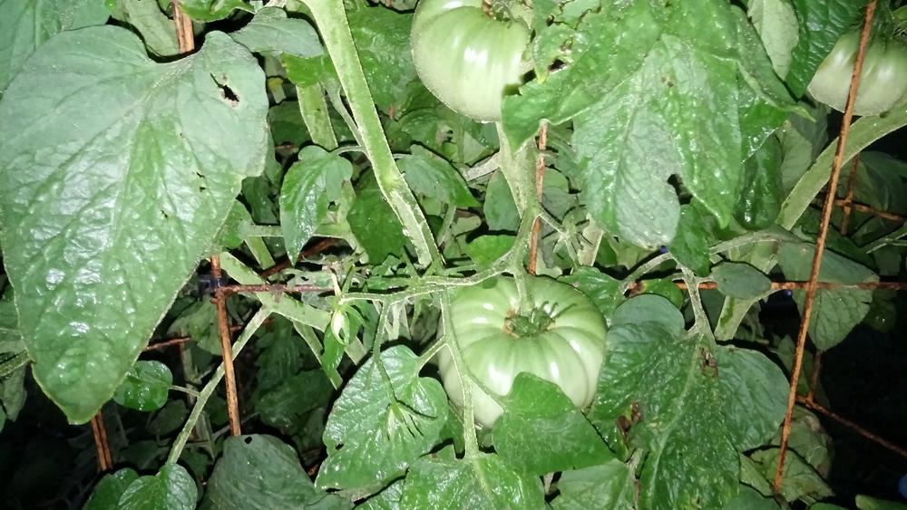 Photo of Tomato (Solanum lycopersicum 'Brandywine, Pink') uploaded by malandan