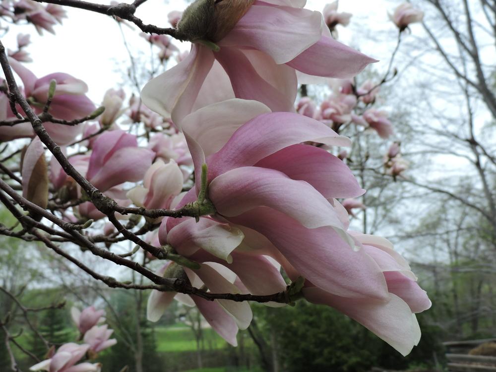 Photo of Saucer Magnolia (Magnolia x soulangeana) uploaded by paulaf