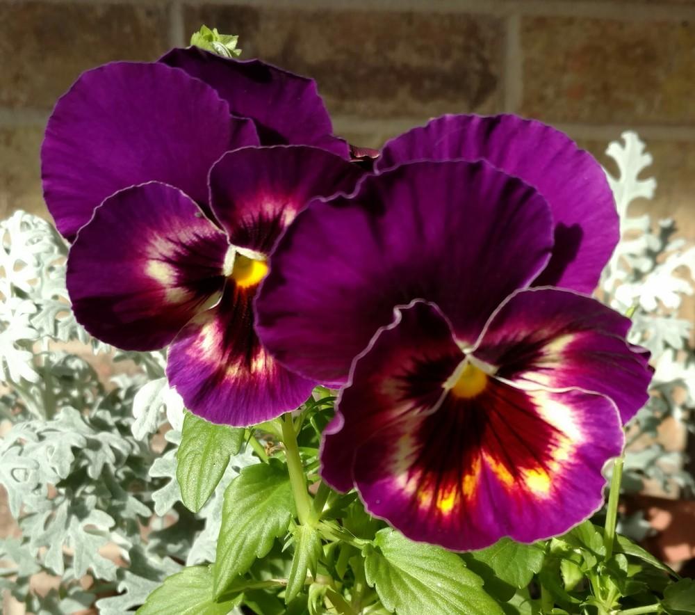 Photo of Violas (Viola) uploaded by sarahbugw