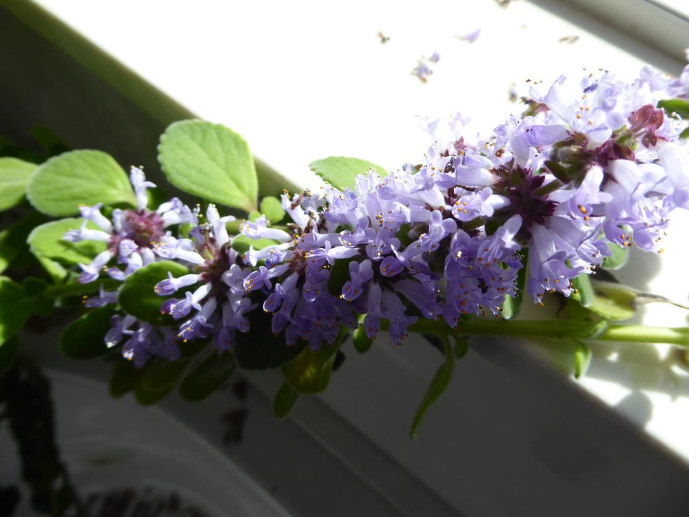 Photo of Vicks Plant (Plectranthus hadiensis) uploaded by wildflowers