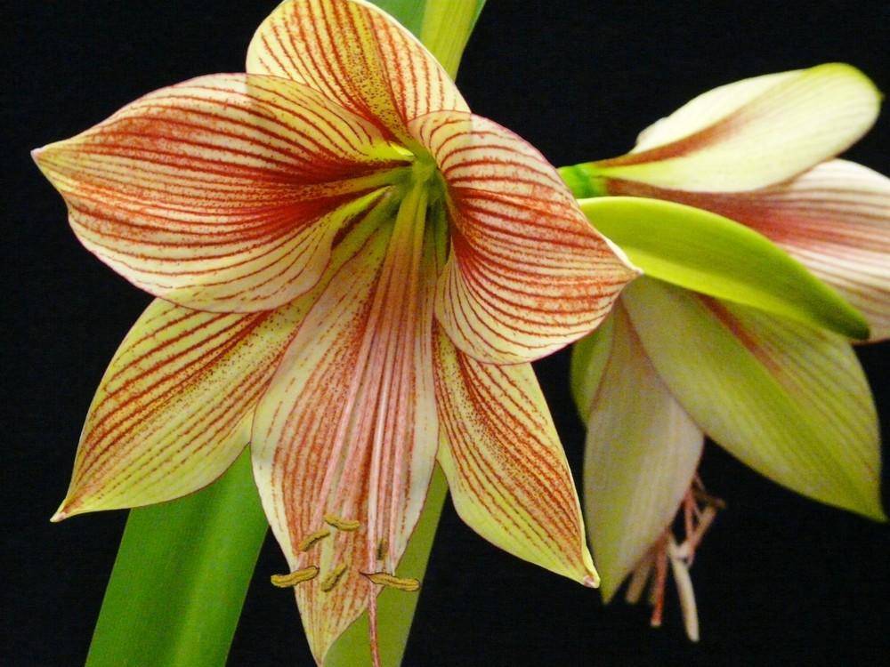 Photo of Butterfly Amaryllis (Hippeastrum papilio) uploaded by cwhitt