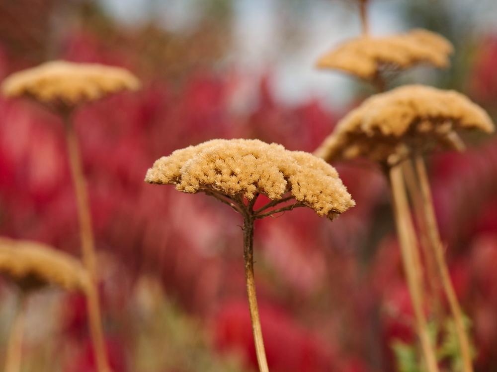 Photo of Yarrows (Achillea) uploaded by dirtdorphins