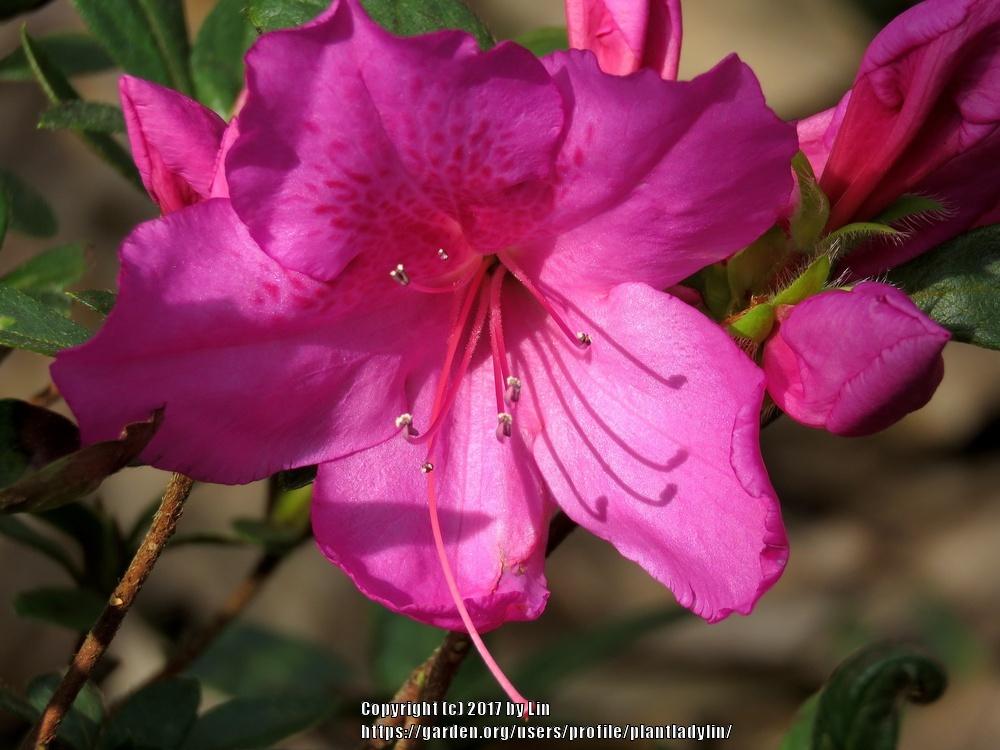 Photo of Azalea (Rhododendron indicum 'Formosa') uploaded by plantladylin