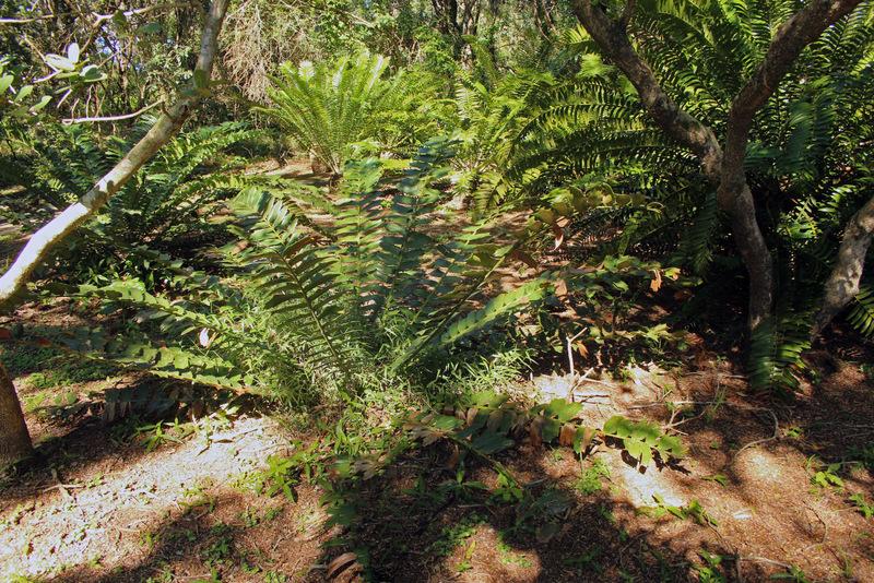 Photo of Holly-Leaved Cycad (Encephalartos ferox) uploaded by RuuddeBlock