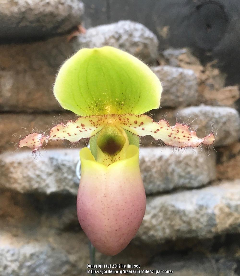 Photo of Slipper Orchid (Paphiopedilum Pinocchio) uploaded by sugarcane