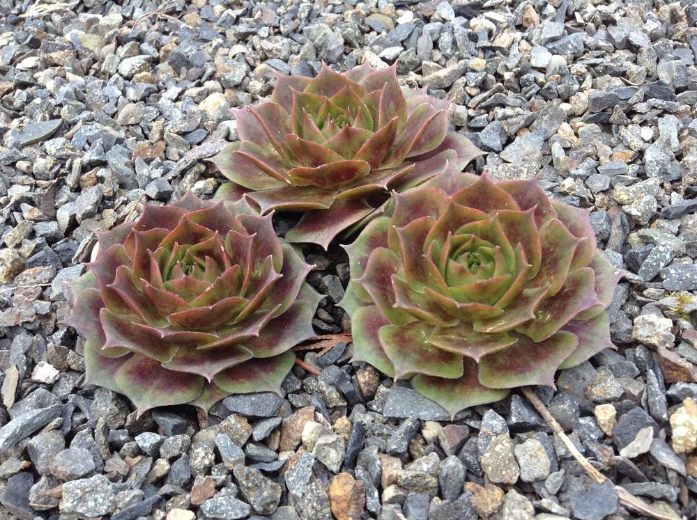 Photo of Hen and Chicks (Sempervivum 'Grunrand') uploaded by tcstoehr