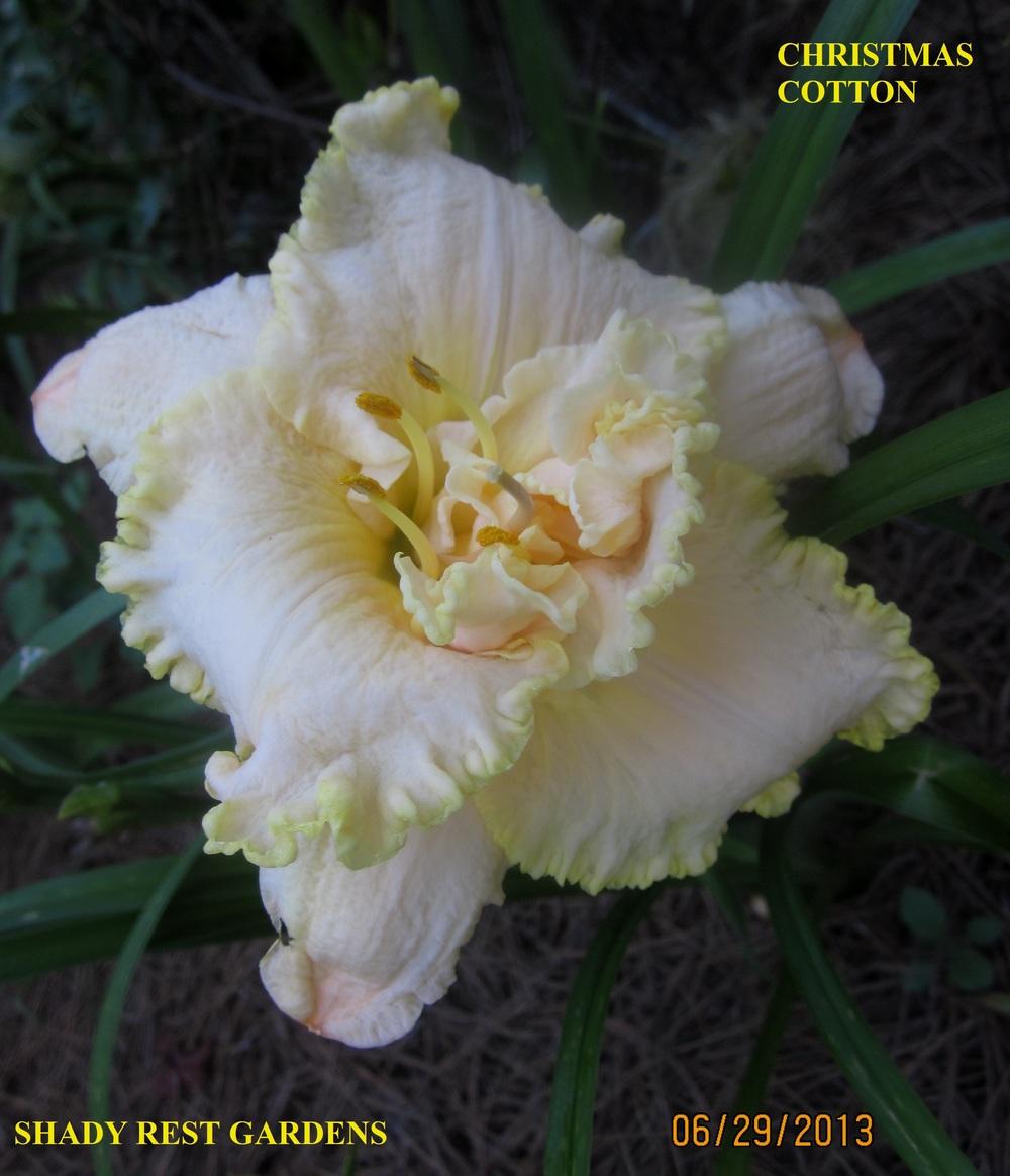 Photo of Daylily (Hemerocallis 'Christmas Cotton') uploaded by Casshigh