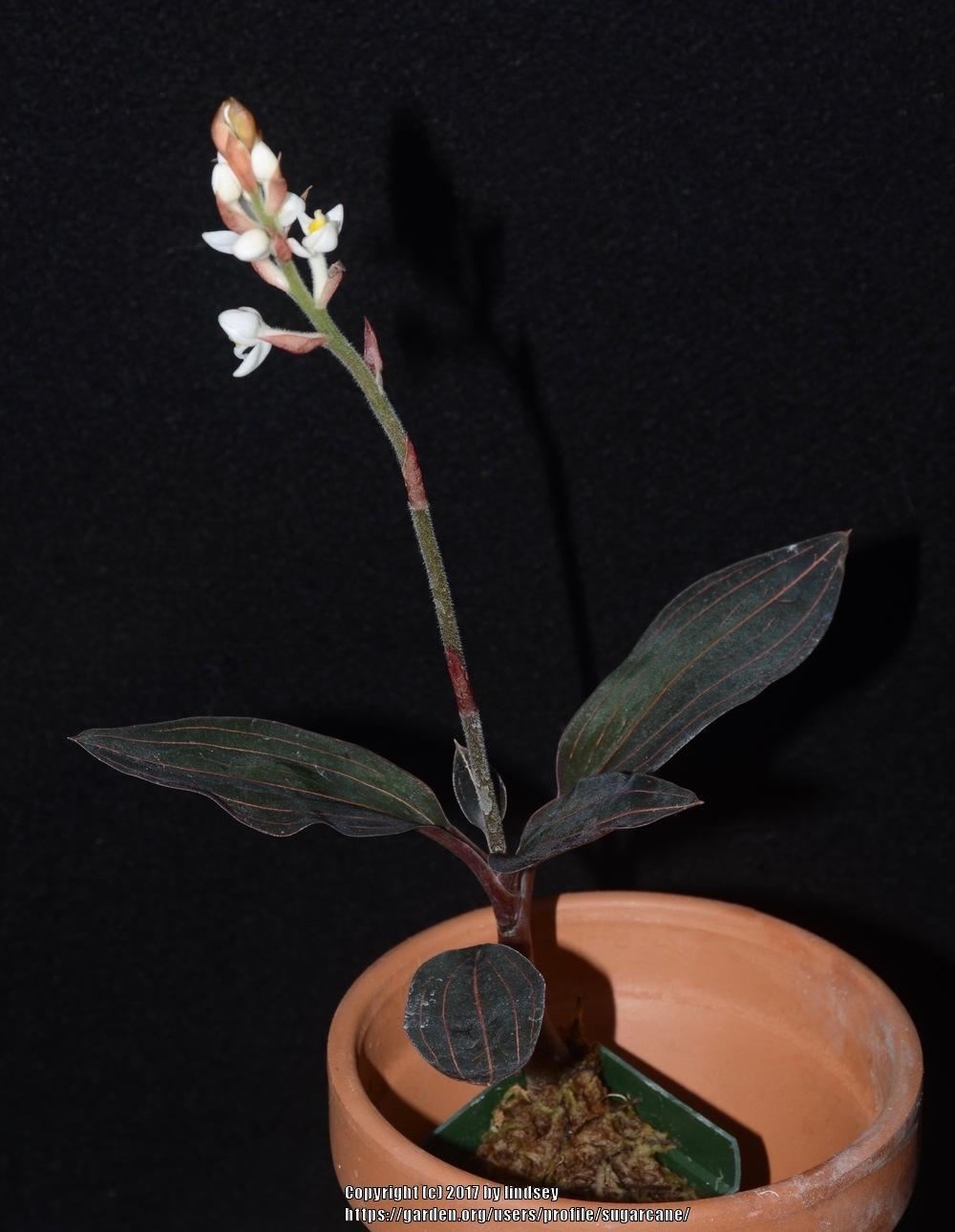 Photo of Jewel Orchid (Ludisia discolor) uploaded by sugarcane