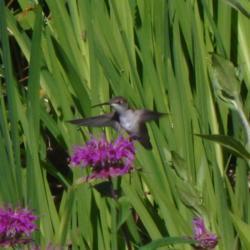 Location: My 6b garden
Date: 2016-06-30
Hummers love this one.