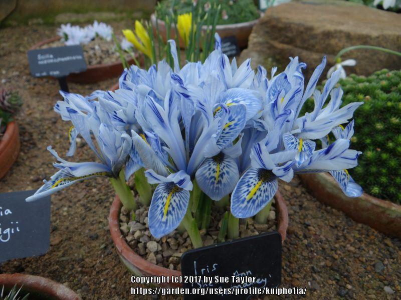 Photo of Reticulated Iris (Iris 'Sheila Ann Germaney') uploaded by kniphofia