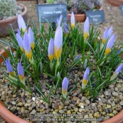 Location: RHS Harlow Carr alpine house, Yorkshire
Date: 2017-02-16