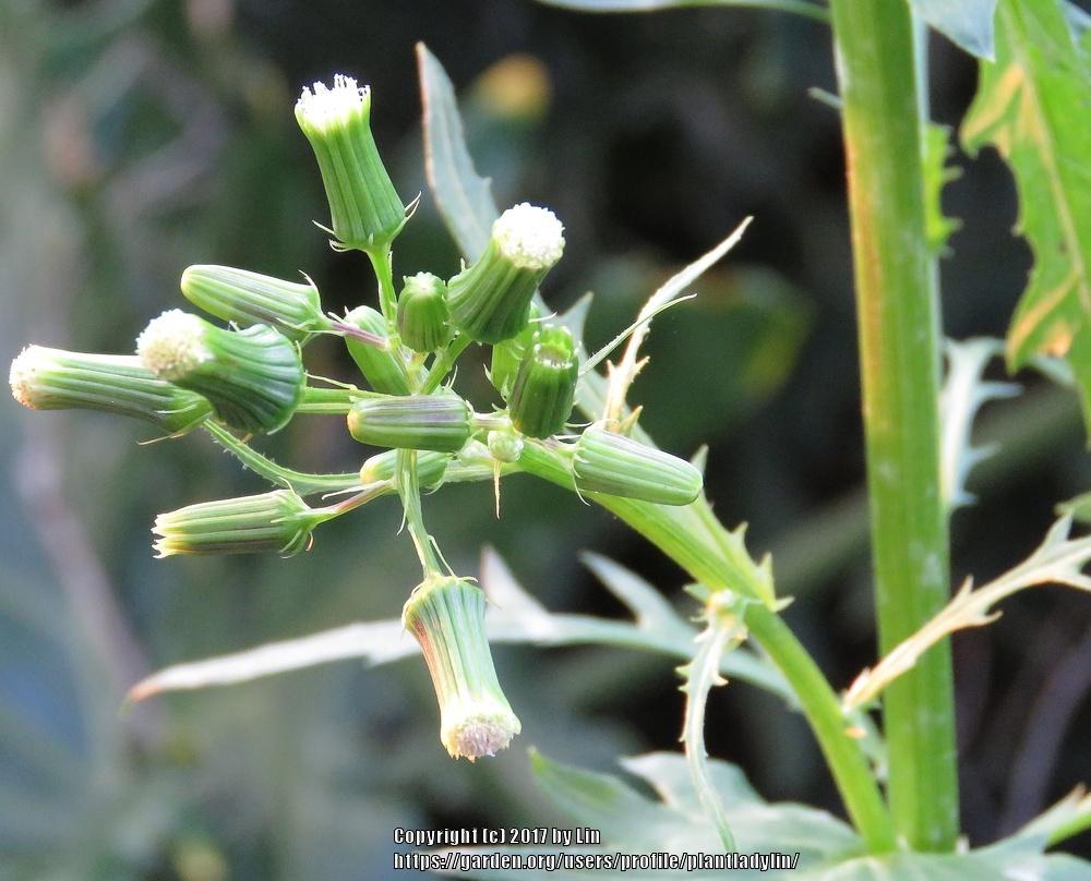 Photo of American Burnweed (Erechtites hieraciifolius) uploaded by plantladylin