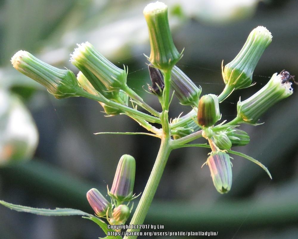Photo of American Burnweed (Erechtites hieraciifolius) uploaded by plantladylin