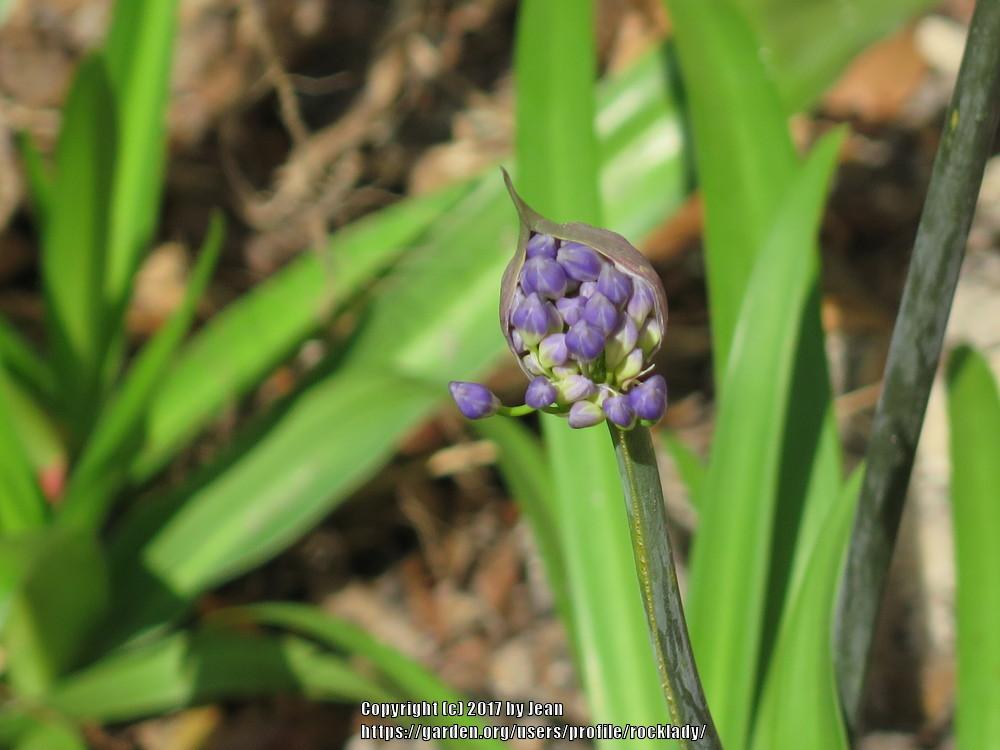 Photo of Lily of the Nile (Agapanthus) uploaded by rocklady