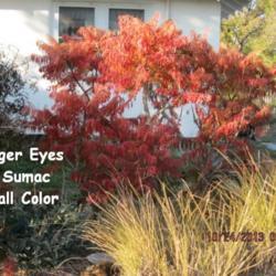 Location: Lenora, Kansas
Date: 2013-10-24
Tiger Eye Sumac - Fall Color