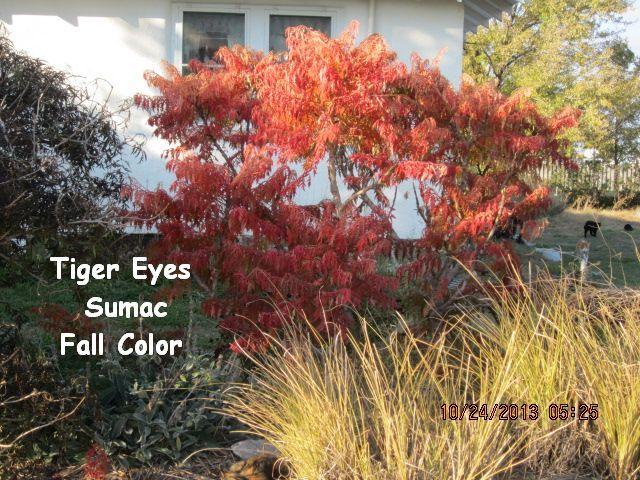 Photo of Staghorn Sumac (Rhus typhina Tiger Eyes®) uploaded by Friesfan1