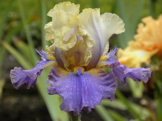 Photo of Tall Bearded Iris (Iris 'Mist Arising') uploaded by SassyCat