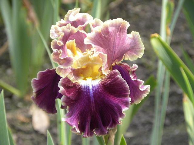 Photo of Tall Bearded Iris (Iris 'Montmartre') uploaded by SassyCat